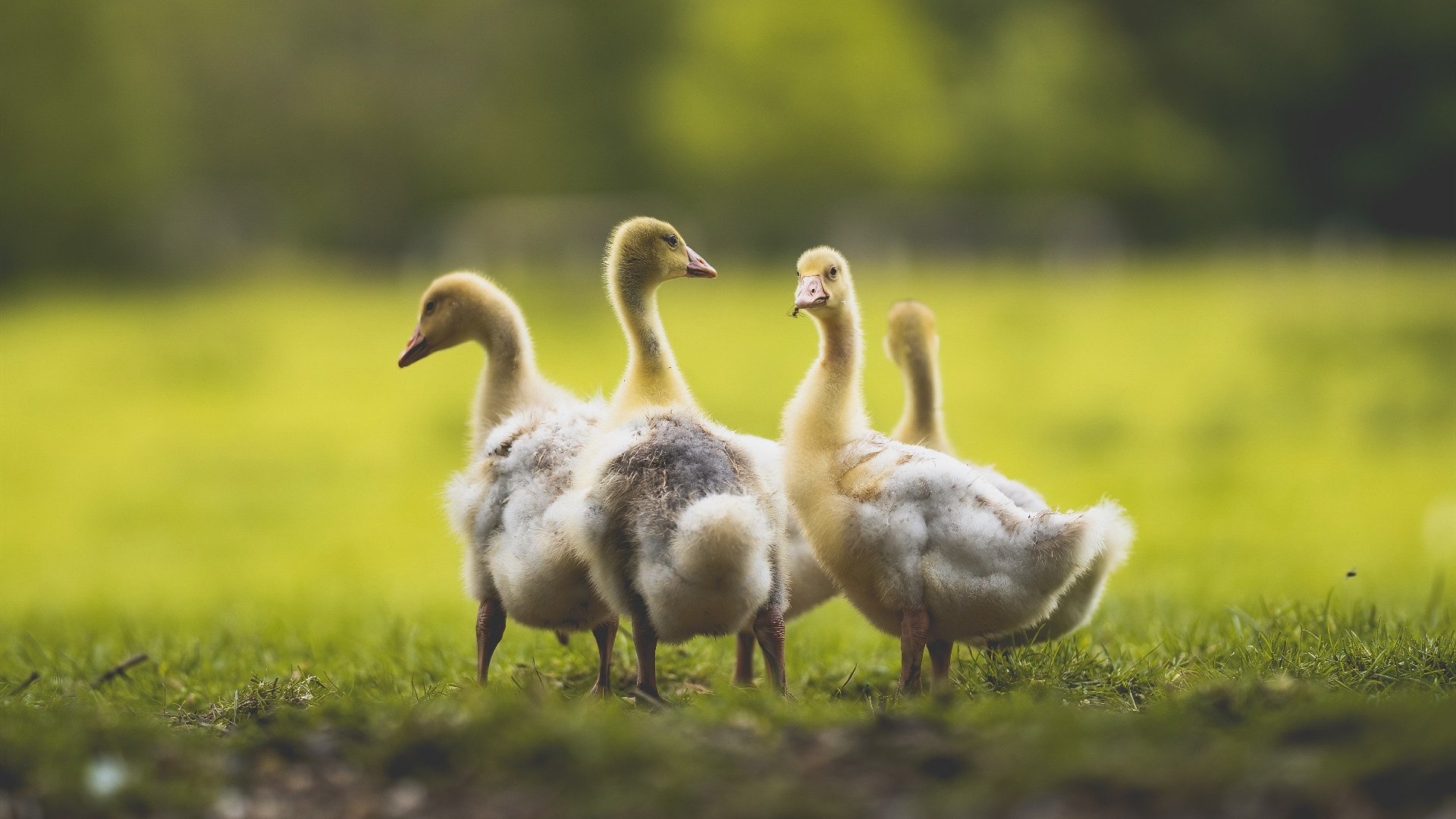 -跨界接管，拉什福德赛道疾驰与安哥拉绿茵奇迹