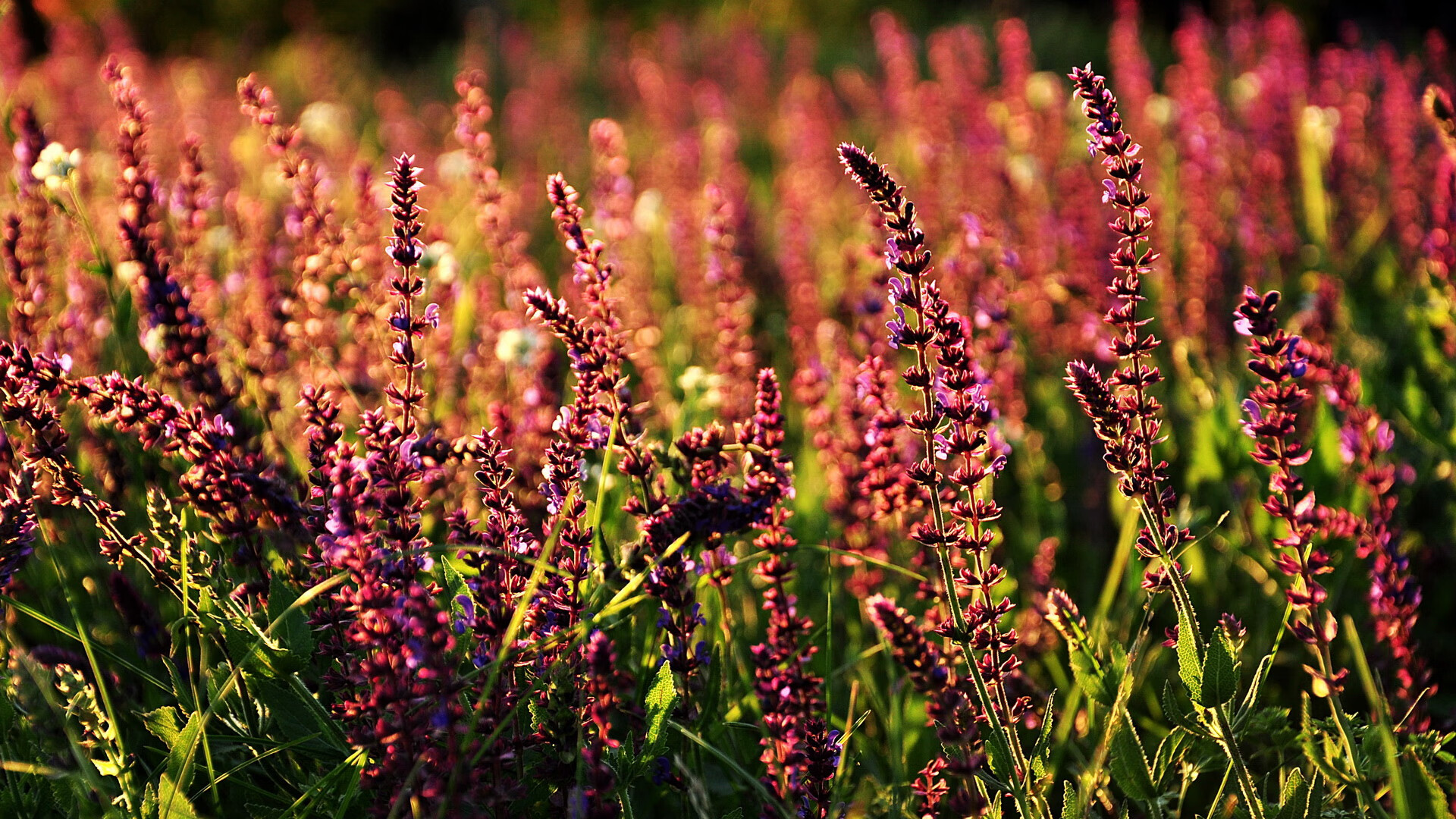 开云官网-欧冠淘汰赛焦点战，步行者逆转公牛的绿茵启示