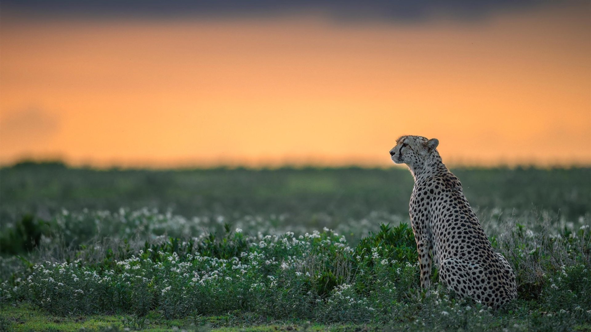 开云APP-征服与主宰，当浙江铁骑踏碎步行者，英格拉姆于欧冠加冕为王
