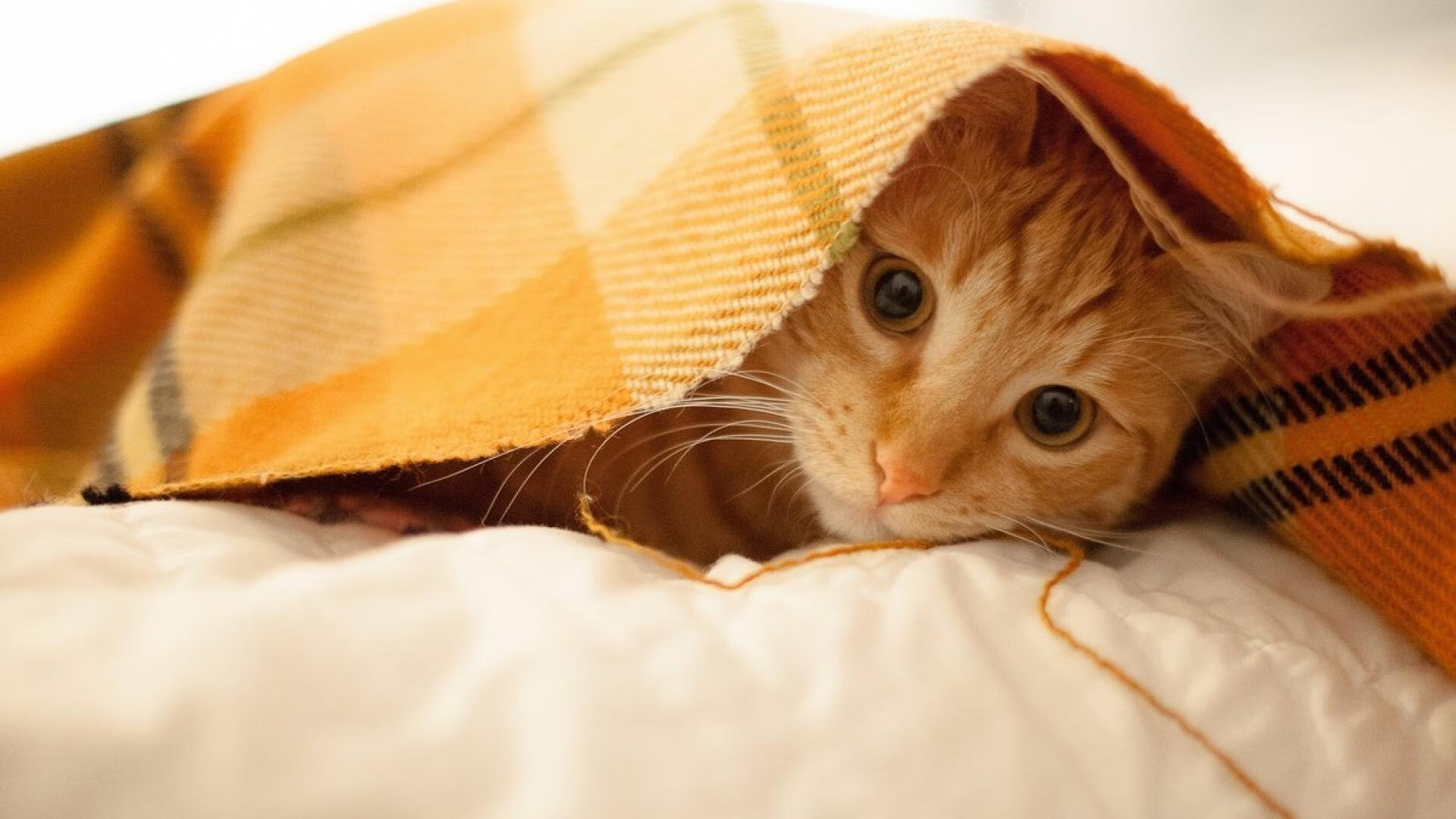 开云体育下载-新王当立，利物浦风暴与萨卡手术刀，冰与火之歌改写绿茵秩序