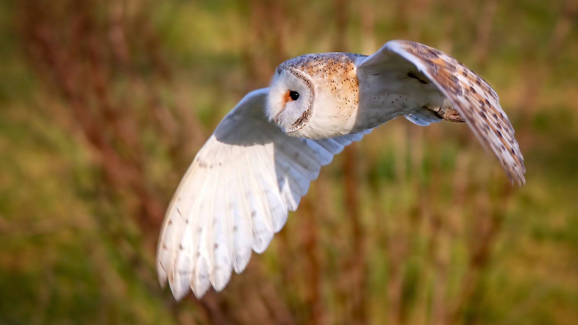 皮克化身诺坎普之神!突尼斯生死战惊天逆转贝蒂斯,巴萨老臣成关键先生