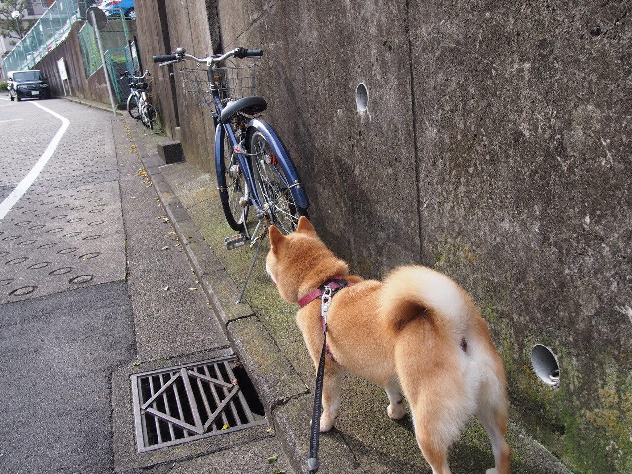 开云体育中国-米切尔冷血一击定乾坤 深圳加时险胜步行者延续连胜