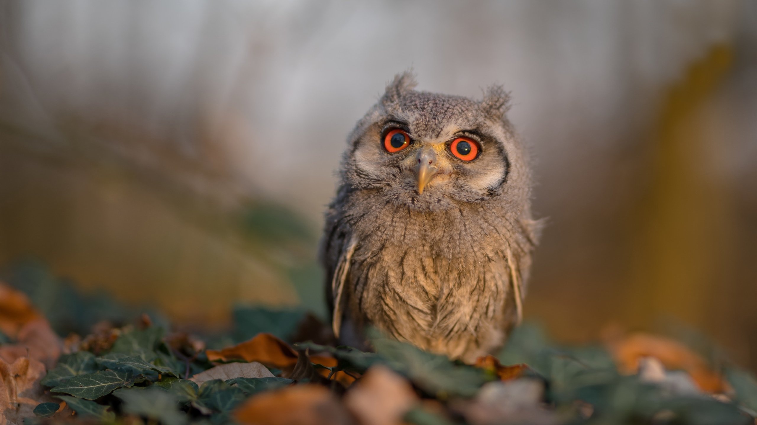 开云体育中国-金发魔笛的最后狂想曲，当荷兰的铁蹄碾过，克罗地亚战神为奥运执炬