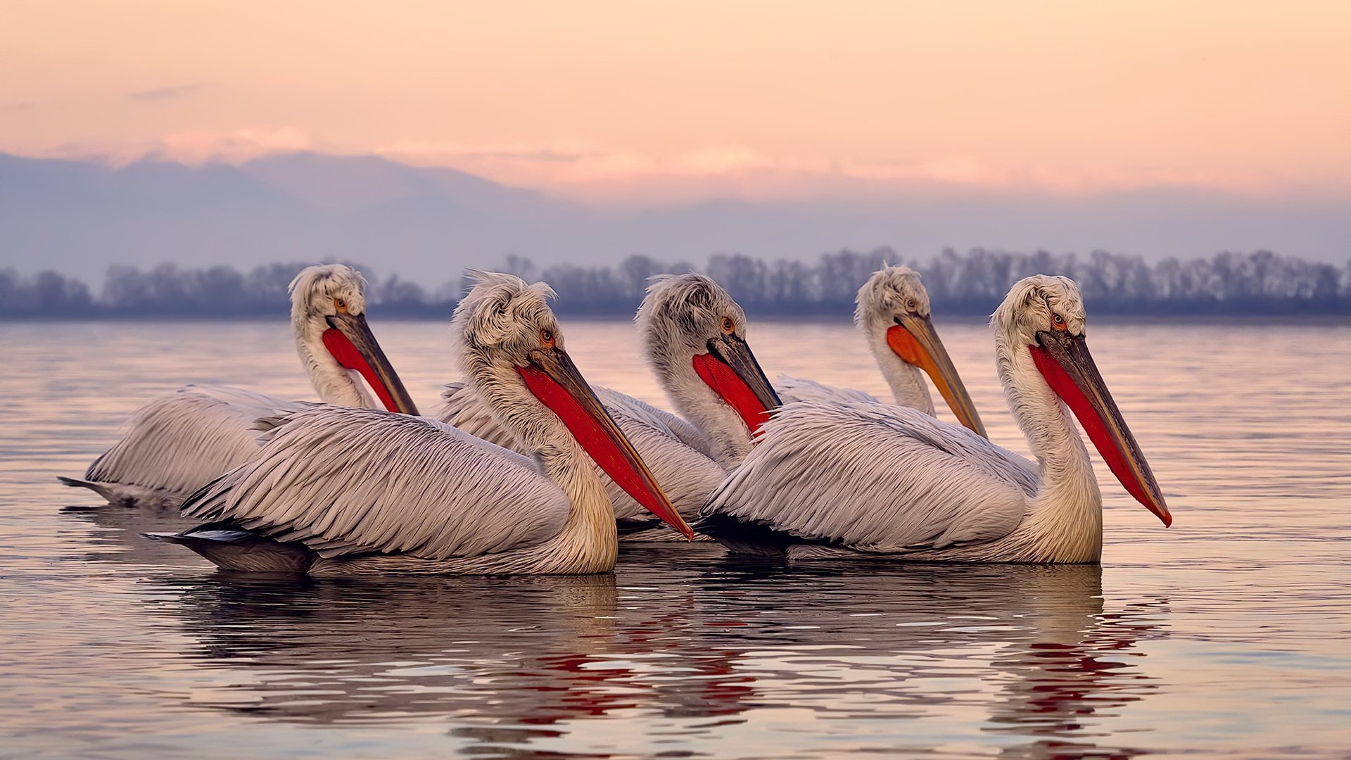 双线叙事,南美铁壁与欧洲中场主宰的足球哲学