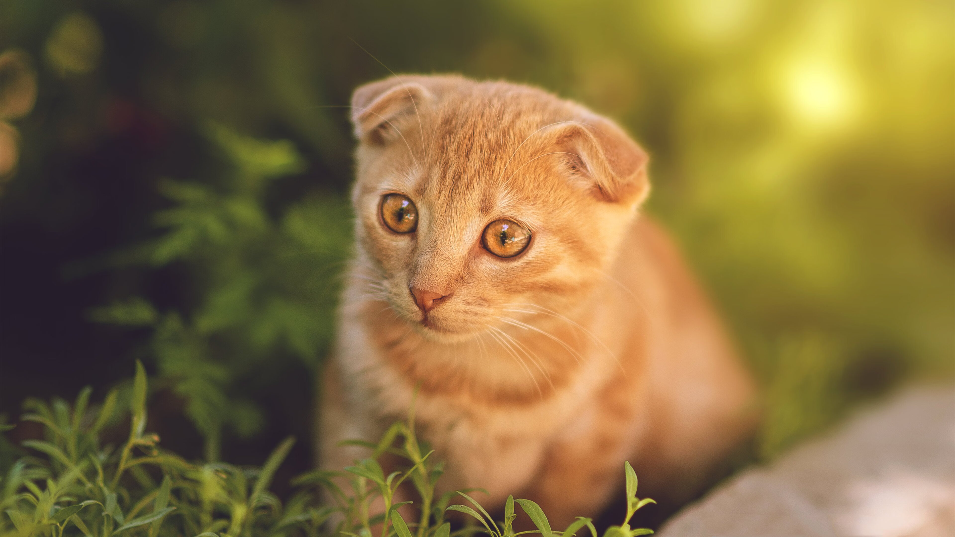 开云官网-双星闪耀之夜，凯尔特人血拼火箭，爱德华兹年度焦点之战接管比赛