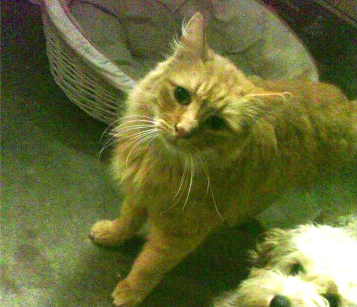 开云体育中国-街道夜战，恩佐的破晓时刻