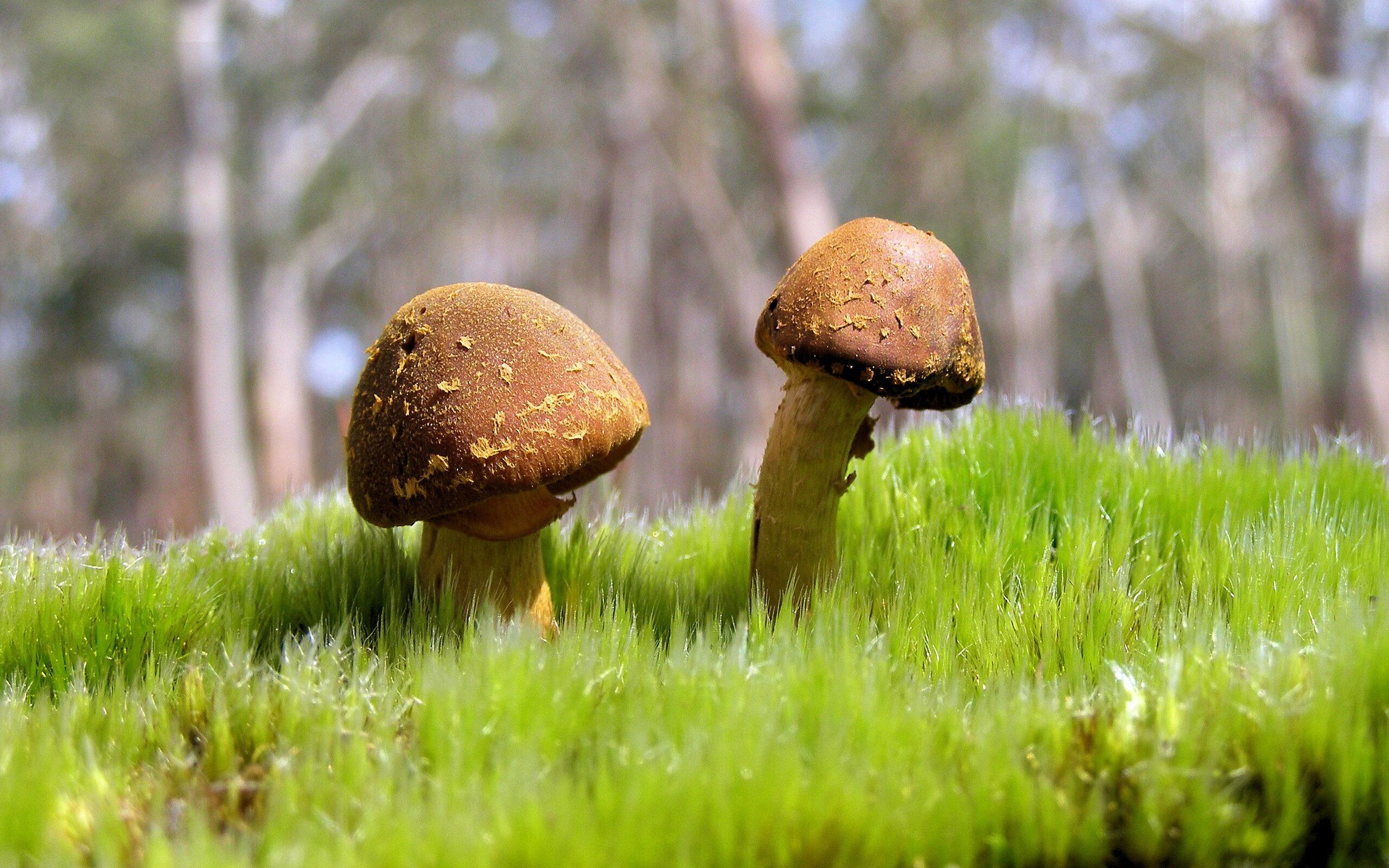 开云体育中国-错位对决，当C罗为西班牙出战，一场虚构的史诗加冕