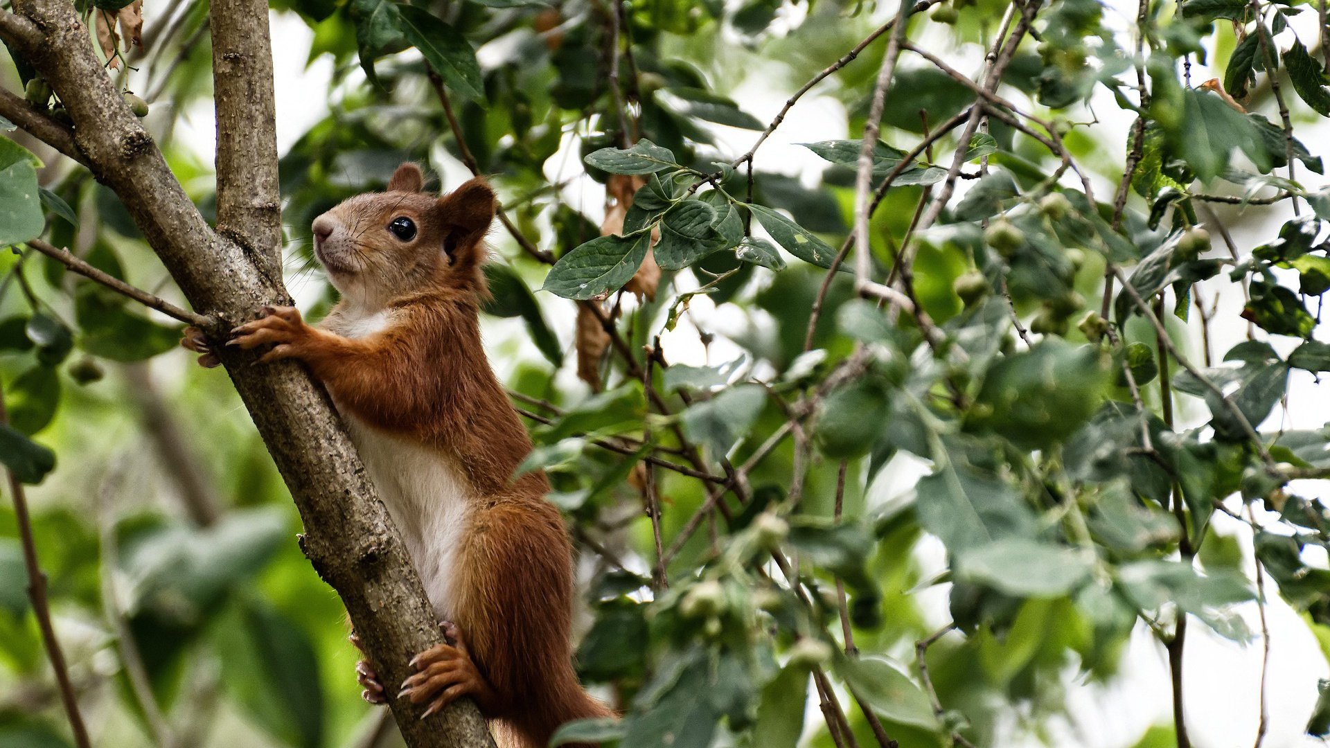开云体育下载-澳洲铁闸，伊布用防守终结三狮军团的华丽乐章