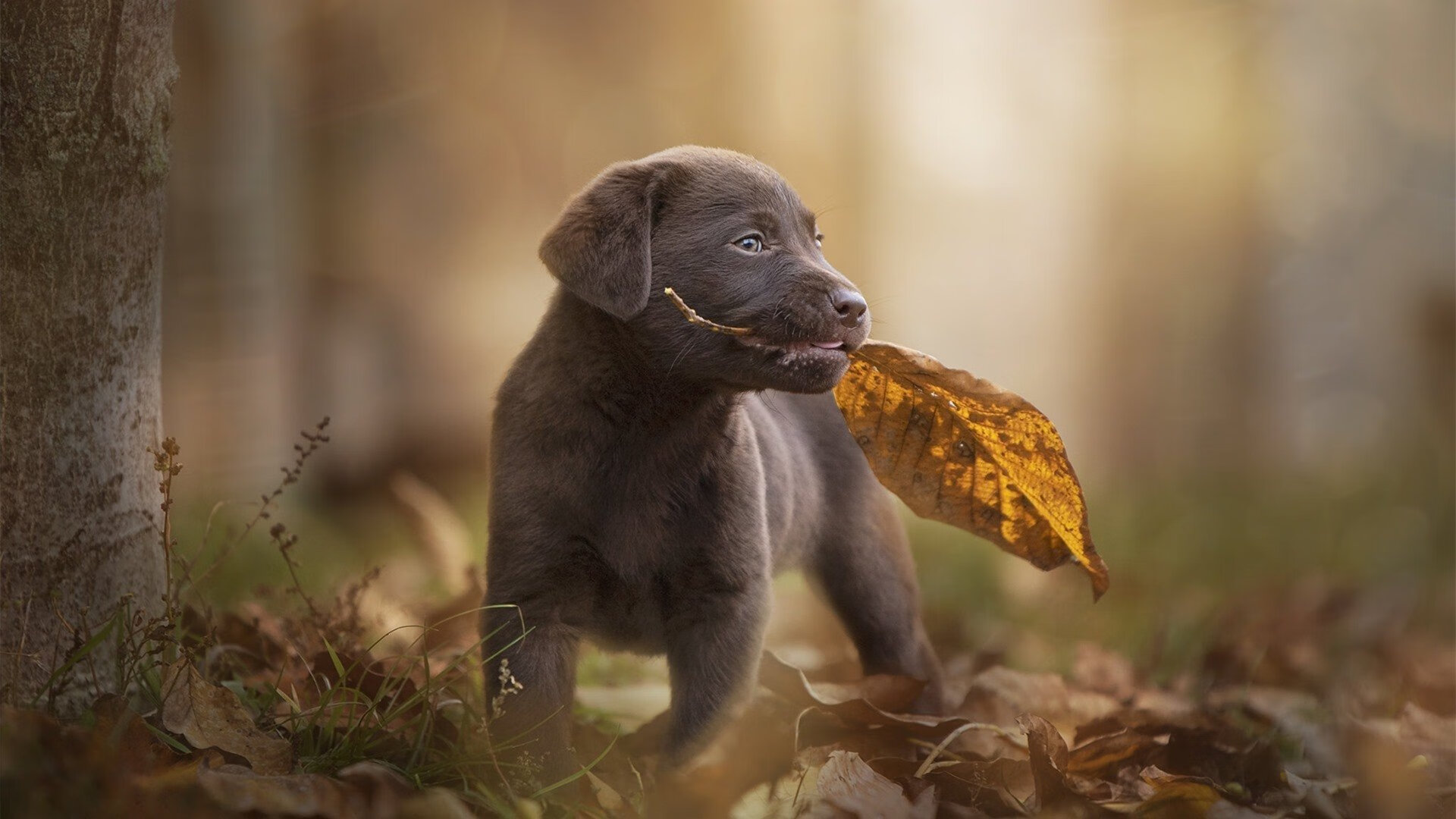 F1新赛季揭幕战之夜，阿圭罗的跨界杆位表演