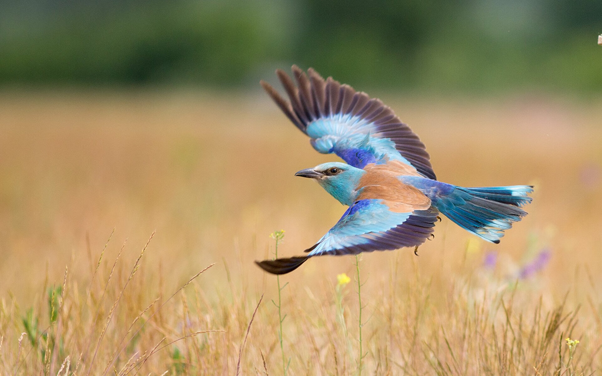 新生代魔法吞噬未来，魔术抢七力克鹈鹕，青春风暴席卷联盟