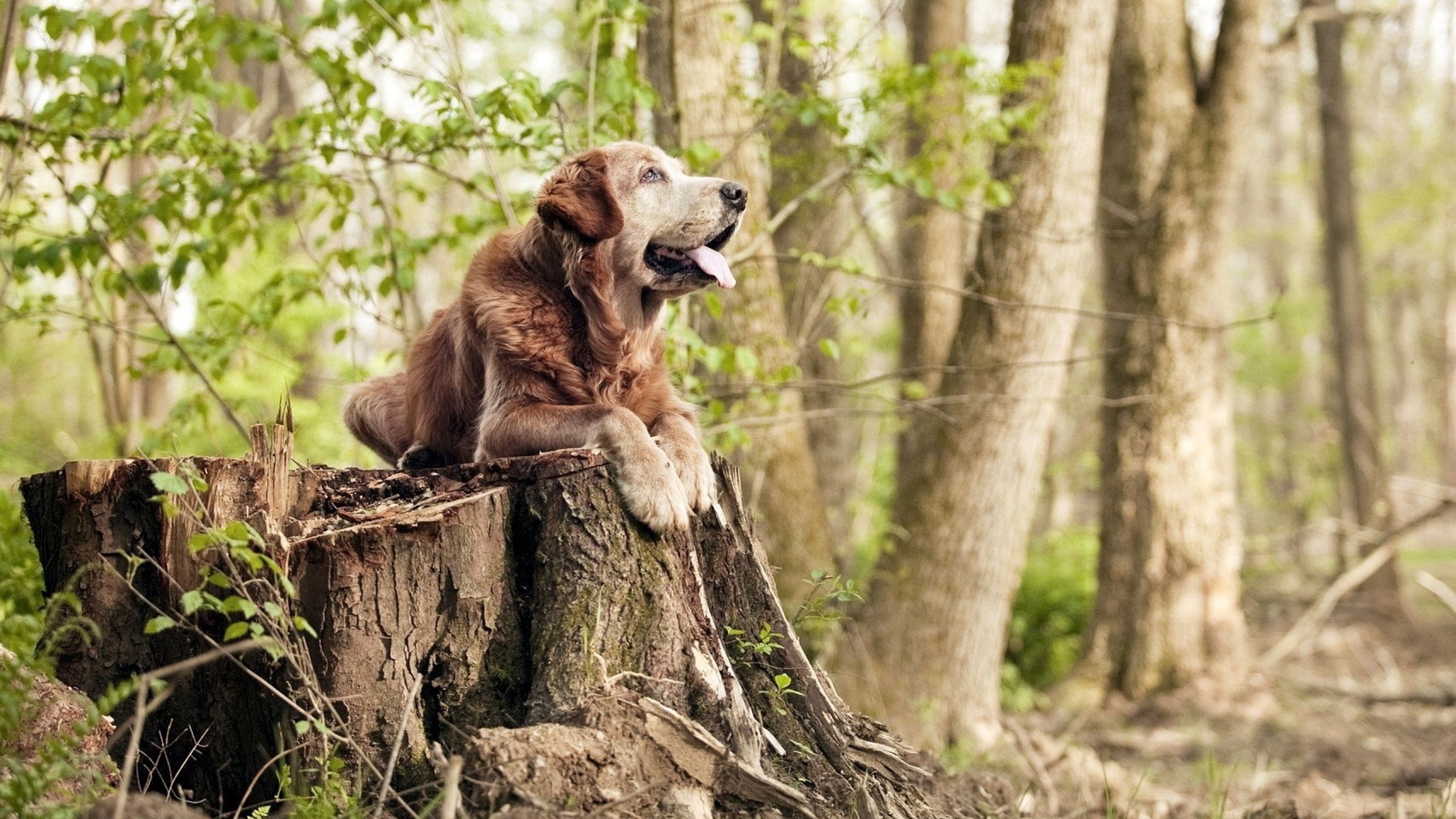 浙江广厦爆冷击败多伦多猛龙，克莱·汤普森上演王者归来
