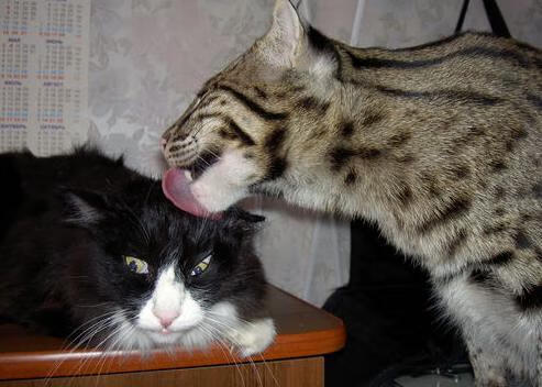 德甲争冠战之夜,布伦森完美发挥,铸就冠军之路