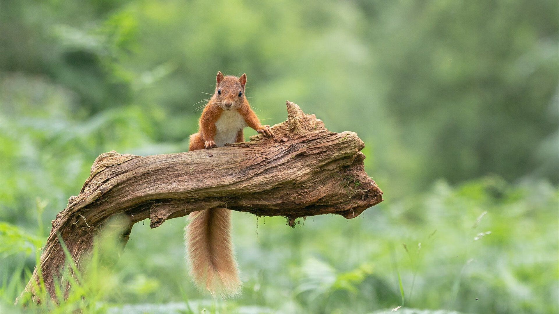 开云体育官网-草根神话！威尔士无名之师血战攻克万达大都会，斯通斯一夫当关铸就钢铁防线