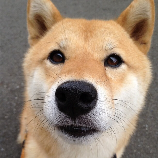 中场变局，基米希破局爆发与多特蒙德战术机器如何精密压制尼斯