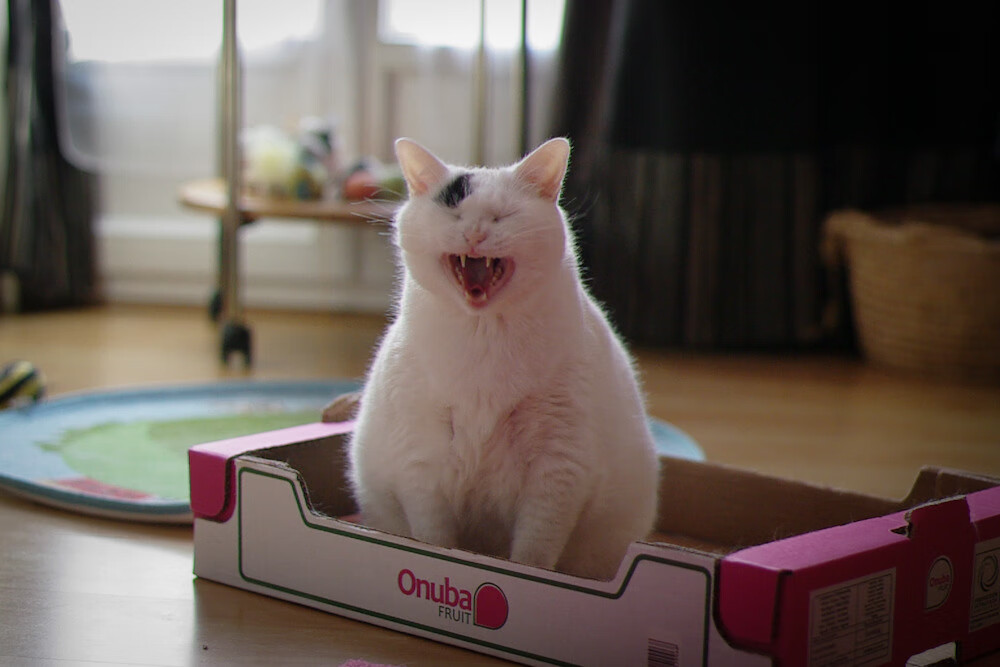 猛龙跨洋击溃广厦，范弗利特无愧关键先生