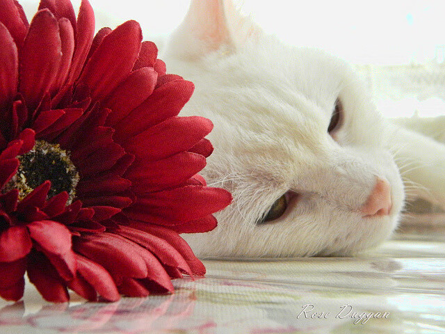 -哈利伯顿狂飙进攻端无人可挡，老鹰团队篮球哲学彻底淘汰山西