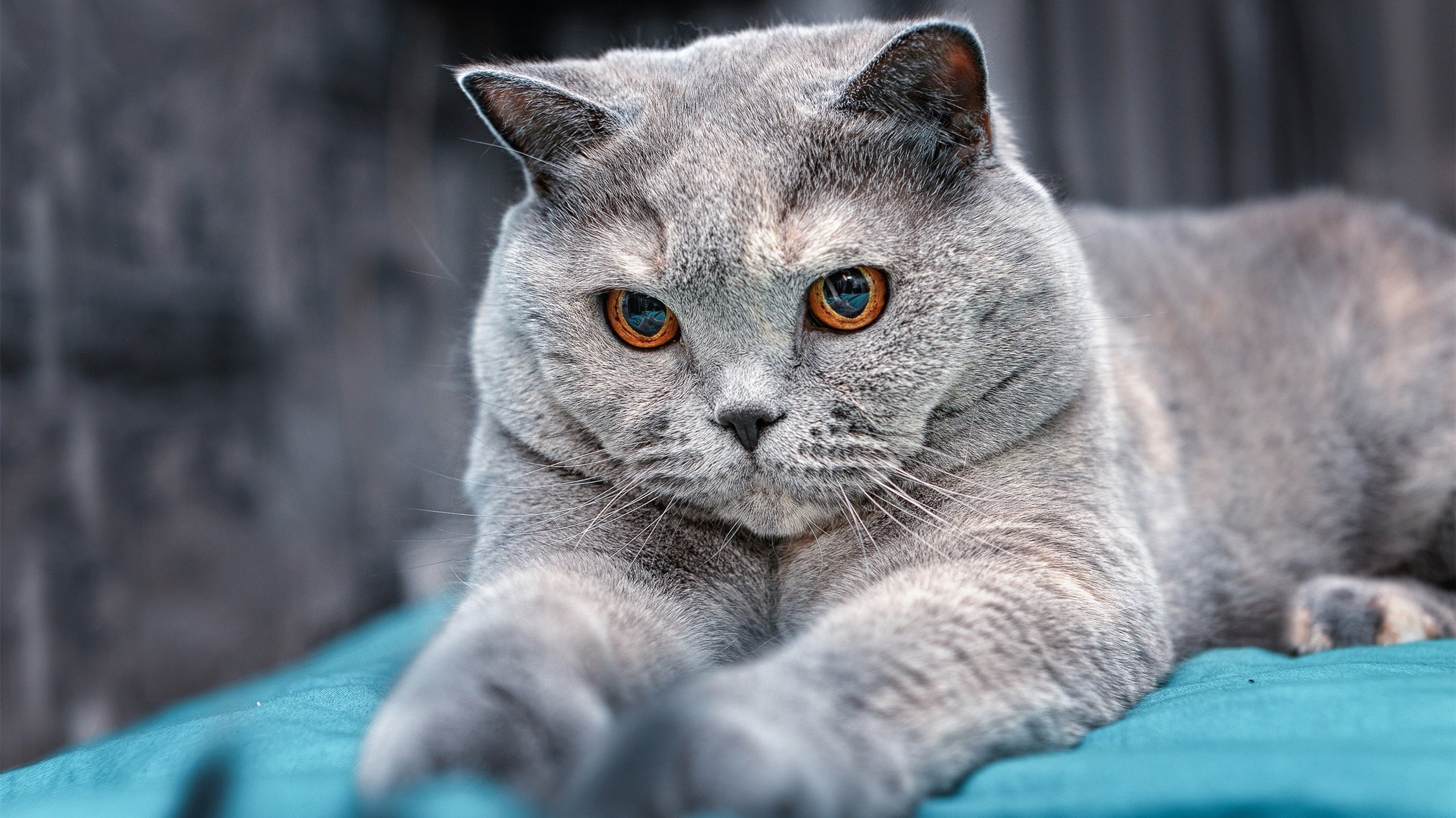 奇才，如水银泻地的节奏掌控，利拉德火热状态斩落雄鹿